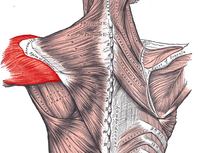 Image result for muscles of the back" What causes back Pain